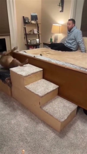 Compilation de vidéos drôles de chiens et de chats
