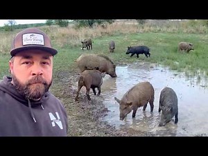 I Found a Hidden Mud Hole Full of Pigs!