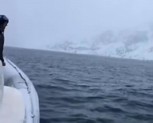 Playing catch in the wild free ocean ❤️❤️ #animal #cute #animal #cuteanimal #foryou #MarkZuckerberg #Chatgpt #viral #funny #everyone #Amazing #california #memes | Pastor Antonio Menezes