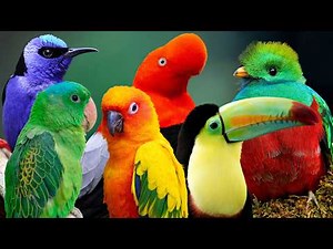 Most Amazing Birds in the Amazon Rainforest 🦜🌿 Peaceful Sounds 🌿 Deep Relaxation & Stress Relief 🌿