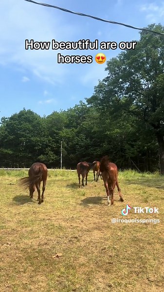 Our horses now left for the summer!! We miss them already, but how beautiful are they! #horses #horse #horseriding #horsetok #horseback #summercamp #summer #travel #travelling #sleepawaycamp #iroquoissprings #stables #campamerica #campleaders #americamp #bunac #fyp #viral