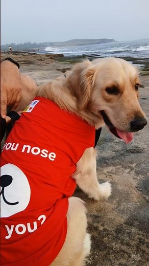 Cute Dog Shorts 🐶 | Funny Dog Moments | Dog Short Video | Cute Pet Videos