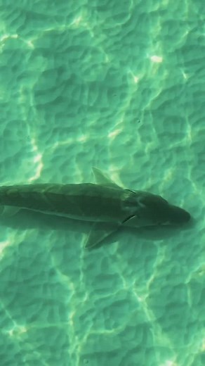 2.1K views · 72 reactions | This is a feeding behavior of gulf sturgeon called benthic foraging, where the the barbels under their snout detect vibrations in the sand and sift it through their gills in search of worms, small crustaceans, Insect larvae, mollusk remains, and organic material. So if you see them “cloud the bottom” of the gulf—they’re just feeding. | Color Earth with Shane O | Facebook