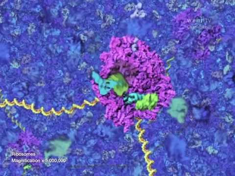 Cell Organelles 9 Ribosomes