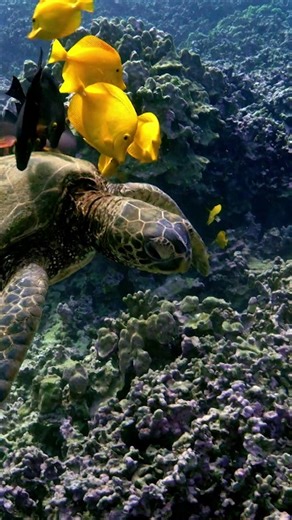 Nature on Instagram: "These fish help clean sea turtle shells!"