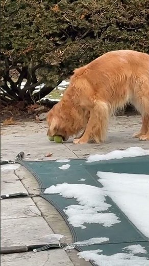 What This Dog's Ball Obsession Reveals About Playtime Dynamics
