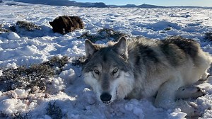Colorado ranchers seek nearly $600,000 to cover losses caused by wolves, a tab the state can't afford