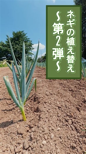 ネギの植え替え〜第2弾〜