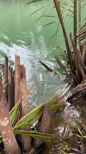 11K views · 47 reactions | Floating bottle trap fishing technique | Buddydik tv | Facebook