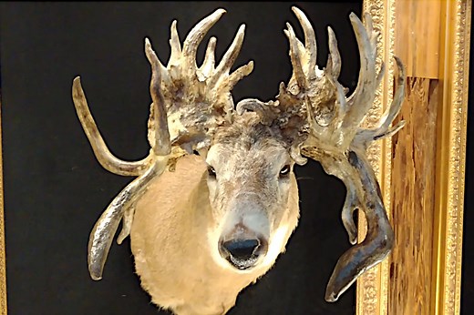 The Sammy Walker Buck: The Freakiest Deer Ever Harvested