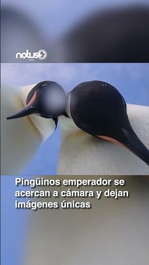 🐧📹 Pingüinos emperador se acercan a cámara y dejan imágenes únicas