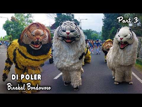 KIRAB CAN MACANAN DAN DRUMBAND SINGO MANGGALA DI POLER CURAHDAMI BONDOWOSO PART3.mp4