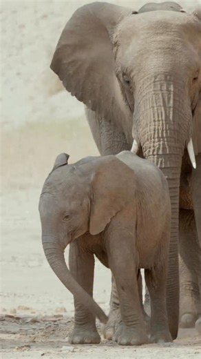 Full video in 4k up on YouTube. The elephants 🐘 in Namibia were a highlight for us. Self-guided tour with @ascocarhire in a Toyota Land Cruiser let us see several different groups of elephants in various regions and rivers. Truly a special moment for Namibian travels. | Makai Creative