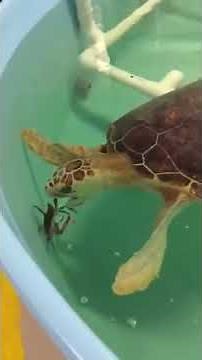 Sea Turtle Eats Live Crab