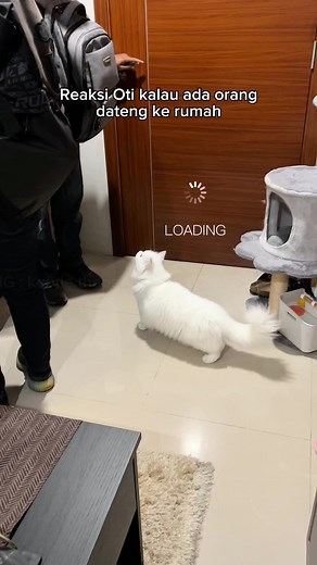 Kucing Lucu di CFD - Abg. Kucing Introvert Jualan & Latihan Atlit Pon