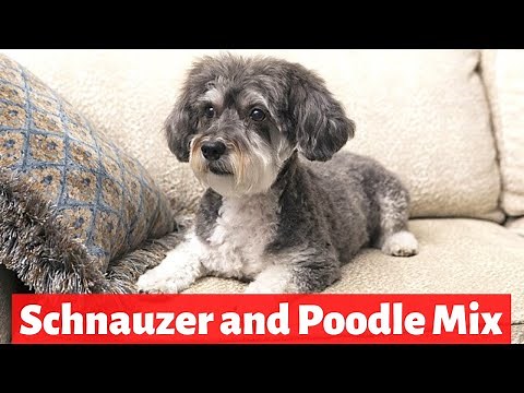 Schnoodle: Schnauzer and Poodle Mix Breed | Personality and Temperament | Should you get one?