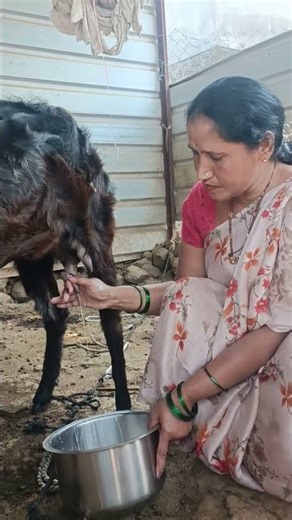 Two finger goat milking 😲🥰#youtube #sorts