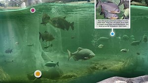 Rainforest Revealed AR Experience - Falcon's Creative Group