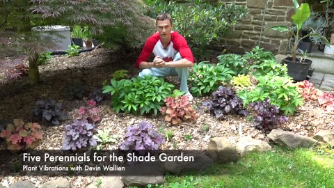 Five perennials for the shade garden with color