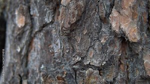 Pine tree trunk, with an old, wooden, rough, textured, brown bark pan. Slow motion detail macro shot.