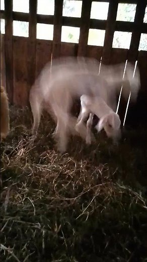 🐑 Cute Lambs Playing in the Pen | Compilation of Adorable Lamb Videos 🐑