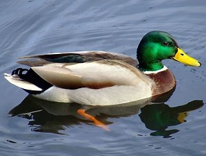 Duck test - Alchetron, The Free Social Encyclopedia