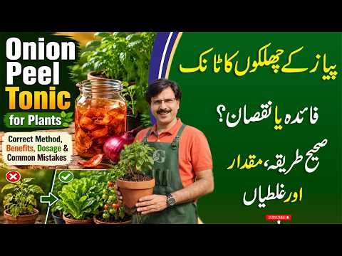 Onion Peel Tonic for Plants | Correct Method, Benefits, Dosage & Common Mistakes