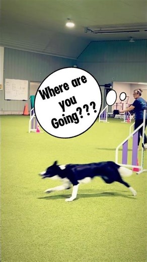 Teaching An Agility Dog Tight Turns