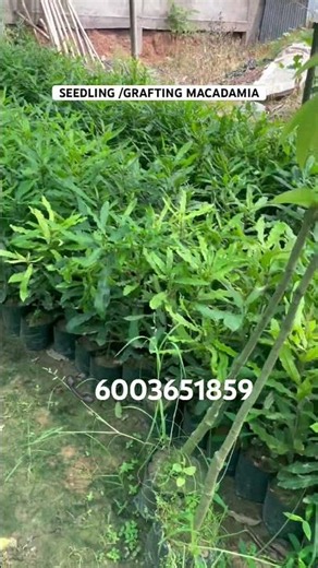 MOST EXPENSIVE DRY FRUIT MACADAMIA #macadamiafarming #dryfruits #viralvideo #viralshort
