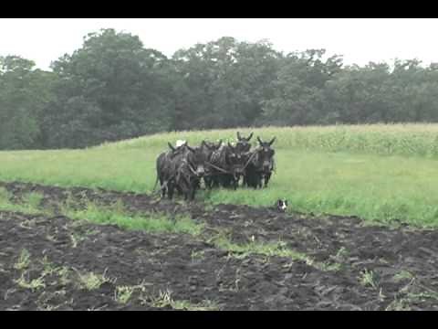 Mule Plowing Fall of 2010