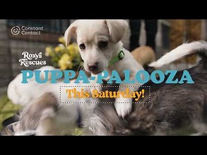 AI Content Generator - Roxy's K9 Rescue | Constant Contact
