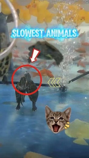 3 of the Slowest Animals on Earth 🐢