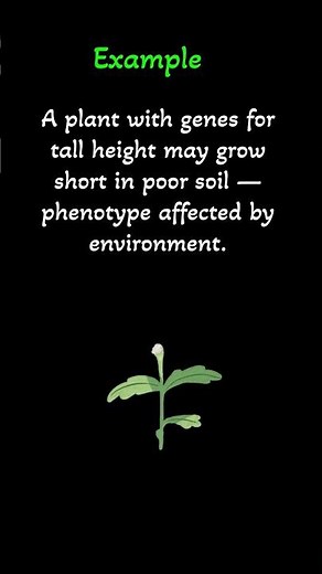 Genotype vs phenotype #biology #scienceexplained #genetics #biotechnology #biotechinaminute