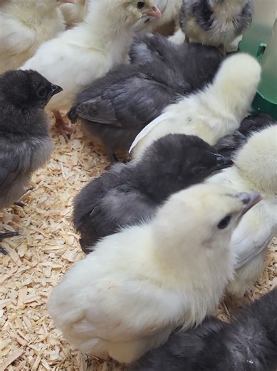 Hatching Chicks: The Joy of Farm Life