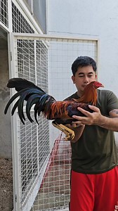 Early Bird stag 2025 May 10, 2025 CONVERGE VS GINEBRA (7:30 PM) | Mark Asis