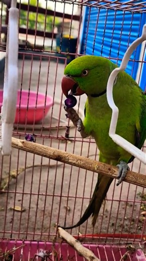 Cute Parrot Eating Blueberries 🫐💚 || Cute Parrot Blueberry Feast 🦜💙#ytshorts #shorts