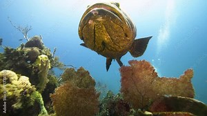 Atlantic goliath grouper over coral reef in Caribbean Sea, Jardines De la Reina, Camaguey, Cuba