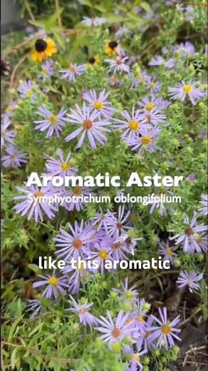 Fall Asters - How Pollinators Interact with Flowers
