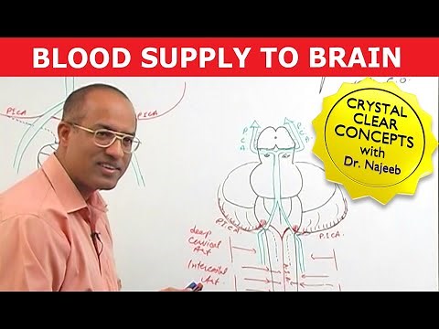 Blood Supply to Brain | Neuroanatomy