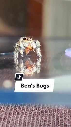 Bea's Bugs: Mini Robot Muppets Spider Eating Adventure
