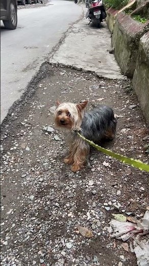 Most dangerous and angry lhasa apso dog ever
