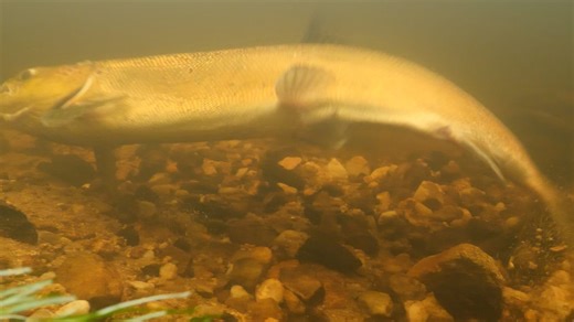 Saumon, histoire d'un retour - Documentaire (2022) : diffusions TV, streaming, replay