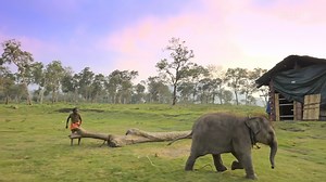 For those of you who are able, I would encourage you to watch this wonderful film, The Elephant Whisperers, now available on Netflix 🙏💕 Director: Kartiki Gonsalves Producer: Guneet Monga Achin Jain Netflix INDIA Sikhya Entertainment The Elephant Whisperers 2022 #TheElephantWhisperers #oscar #Oscars2023 #documentaryshort #documentary #docu #womeninfilm | Deepak Chopra