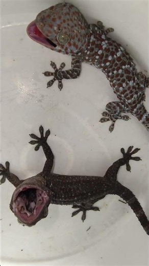 Tokay Gecko sound