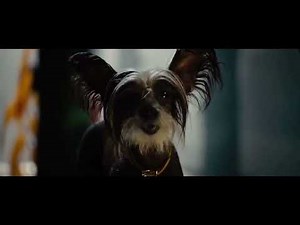 Marmaduke 2010: bosco’s party￼