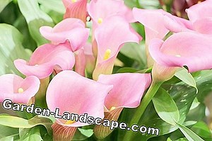 Plante: Zimmercalla, Zantedeschia - îngrijire și sfaturi despre frunzele maronii | 2025