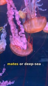 Bioluminescence: Nature's Living Light Show Explained