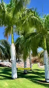 285K views · 6.9K reactions | Palmier royal, Roystonea regia : planter, cultiver, multiplier Pour vos plantes (+225) 01 738 384 63 #germeo #jardin #plantes | Germeo | Facebook