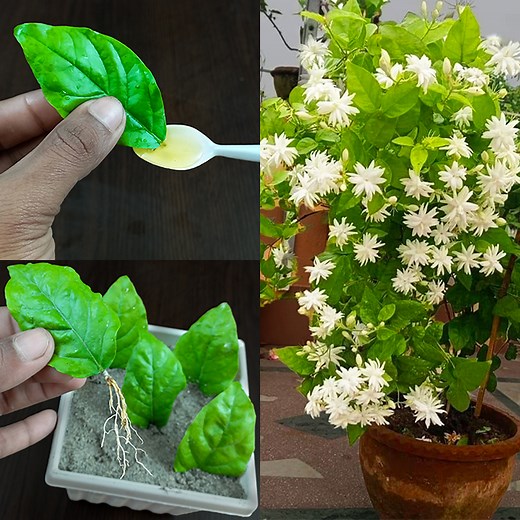 41K views · 771 reactions | Method of propagating Jasmine by leaves | Propagate Jasmine plant from leaves | Dian Creative | Facebook