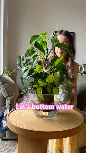 Houseplants Bottom Water How To | Watering Pilea Pothos Peperomia Ficus Monstera & Calathea